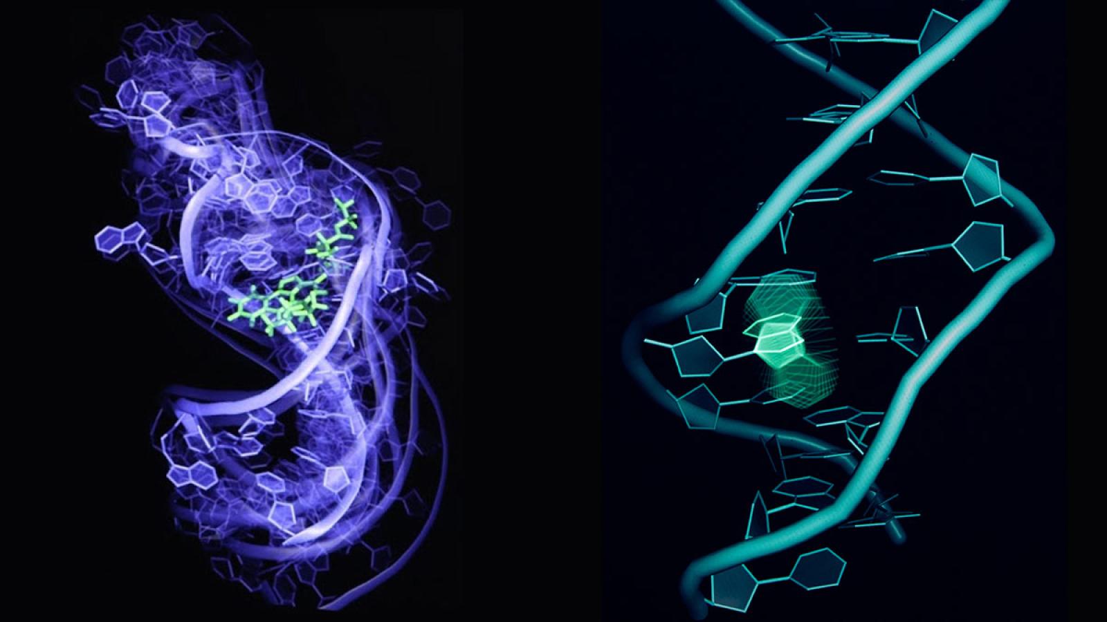 One the left, virtual screening by targeting high-resolution HIV-1-TAR dynamic ensembles. And on the right, snapshots of a transition from Watson-Crick base pair to Hoogsteen base pair in A6-DN