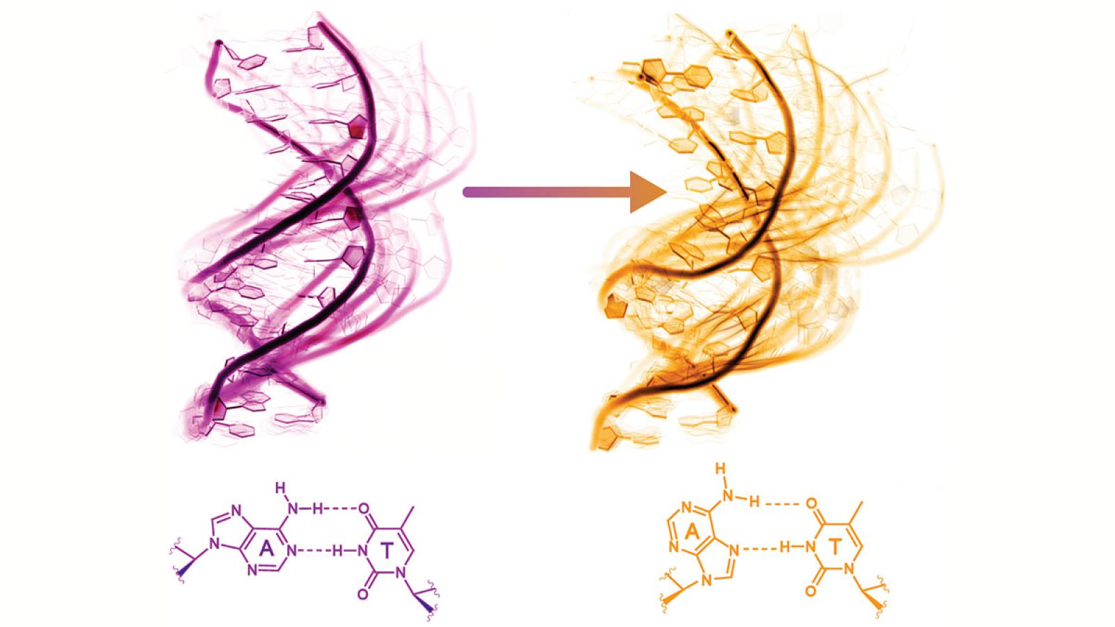 A transition of dynamic ensembles from unmodified A6-DNA to A6-DNA with A16-T9 Hoogst